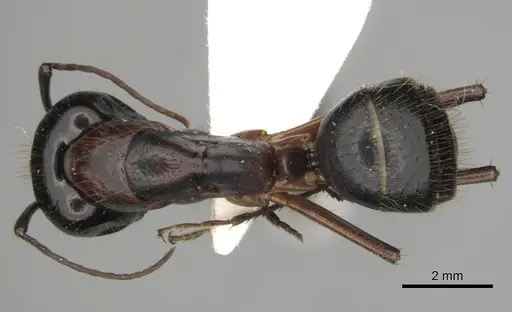 Camponotus keiferi specimen CASENT0281009 image casent0281009_1