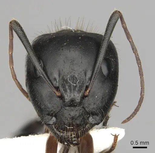 Camponotus keiferi specimen CASENT0281009 image casent0281009_2