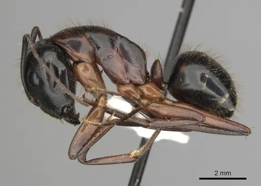 Camponotus keiferi specimen CASENT0281009 image casent0281009_3