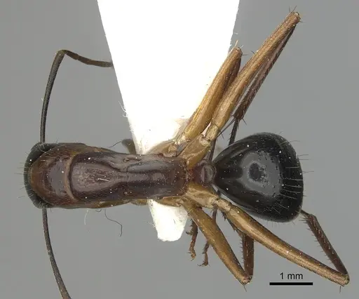 Camponotus keiferi specimen CASENT0281027 image casent0281027_1