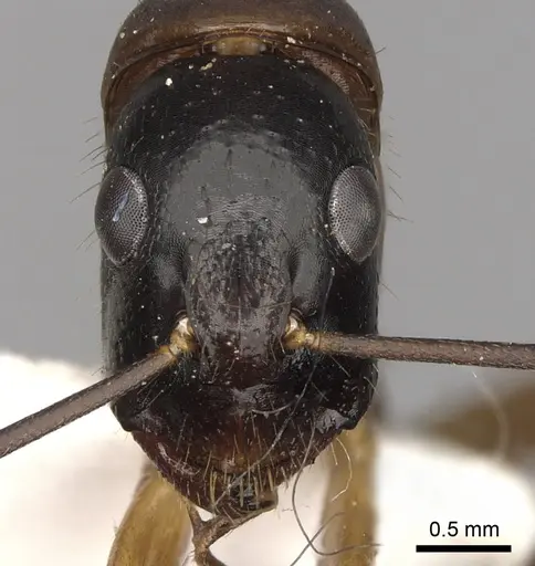 Camponotus keiferi specimen CASENT0281027 image casent0281027_2