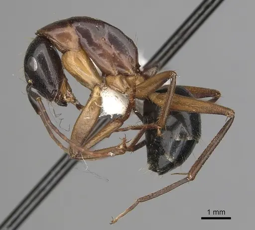 Camponotus keiferi specimen CASENT0281027 image casent0281027_3