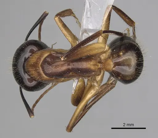Camponotus keiferi specimen CASENT0281028 image casent0281028_1