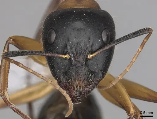 Camponotus keiferi specimen CASENT0281028 image casent0281028_2