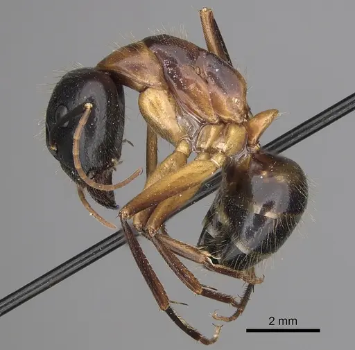 Camponotus keiferi specimen CASENT0281028 image casent0281028_3