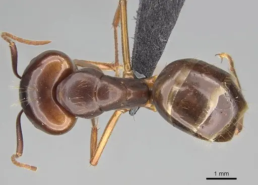 Camponotus kelimaso specimen CASENT0161103 image casent0161103_1