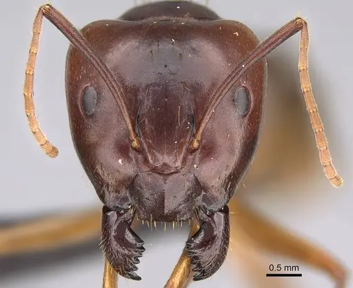 Camponotus kelimaso specimen CASENT0161103 image casent0161103_2