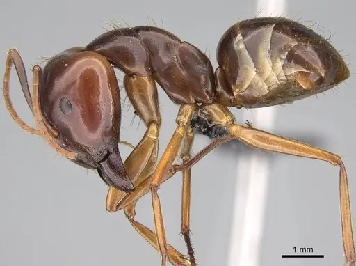 Camponotus kelimaso specimen CASENT0161103 image casent0161103_3