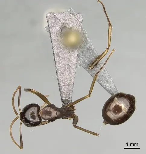 Camponotus kelimaso specimen CASENT0231189 image casent0231189_1
