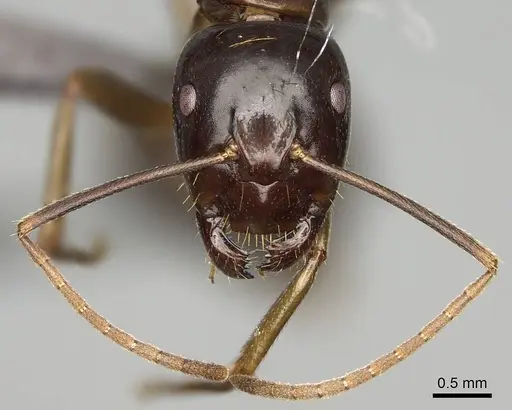 Camponotus kelimaso specimen CASENT0231189 image casent0231189_2