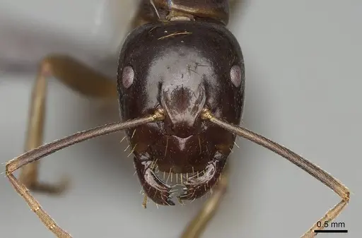 Camponotus kelimaso specimen CASENT0231189 image casent0231189_3