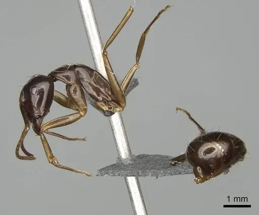 Camponotus kelimaso specimen CASENT0231189 image casent0231189_4