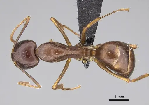 Camponotus kelimaso specimen CASENT0487718 image casent0487718_1
