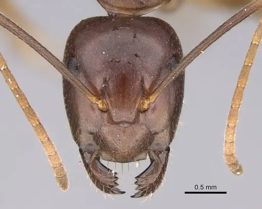 Camponotus kelimaso specimen CASENT0487718 image casent0487718_2