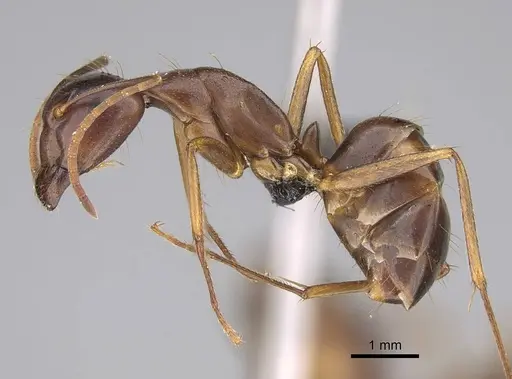 Camponotus kelimaso specimen CASENT0487718 image casent0487718_3