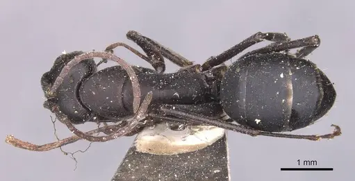 Camponotus kersteni specimen CASENT0905285 image casent0905285_1