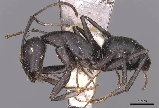 Camponotus kersteni specimen CASENT0905285 image casent0905285_3