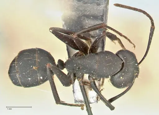 Camponotus kersteni specimen FOCOL2425 image focol2425_1