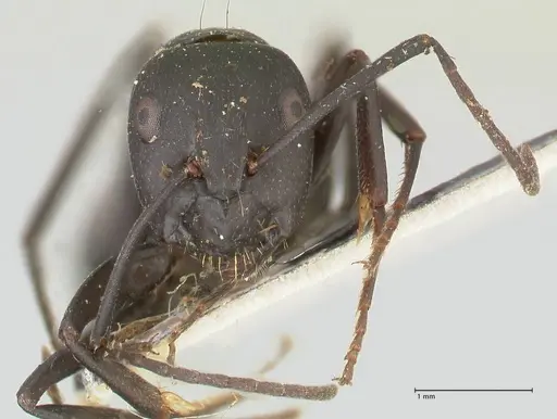 Camponotus kersteni specimen FOCOL2425 image focol2425_2