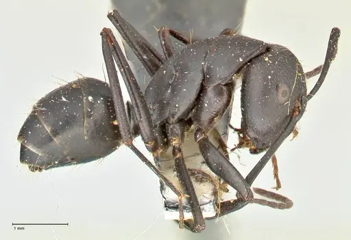Camponotus kersteni specimen FOCOL2425 image focol2425_3