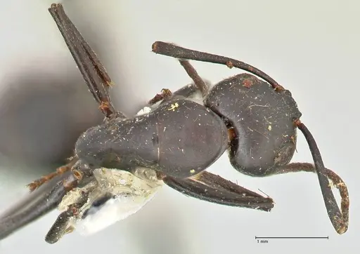 Camponotus kersteni specimen FOCOL2426 image focol2426_1