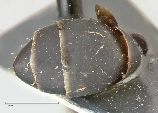 Camponotus kersteni specimen FOCOL2426 image focol2426_2