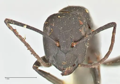 Camponotus kersteni specimen FOCOL2426 image focol2426_3