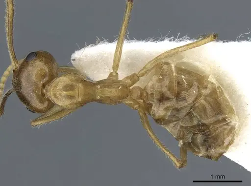 Camponotus khaosokensis specimen CASENT0905892 image casent0905892_1