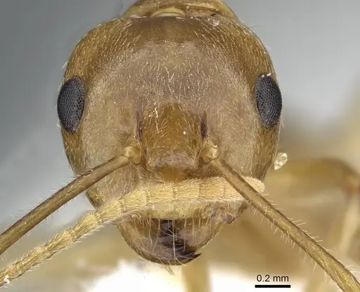 Camponotus khaosokensis specimen CASENT0905892 image casent0905892_2