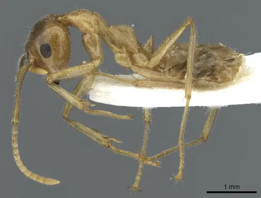 Camponotus khaosokensis specimen CASENT0905892 image casent0905892_3
