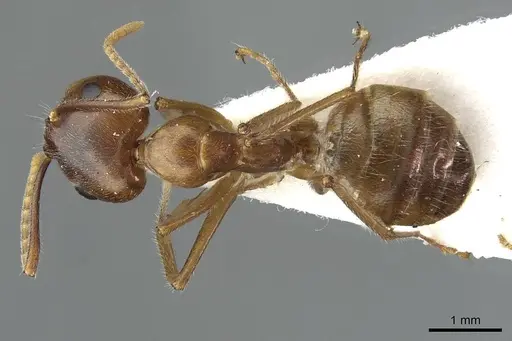 Camponotus khaosokensis specimen CASENT0911636 image casent0911636_1