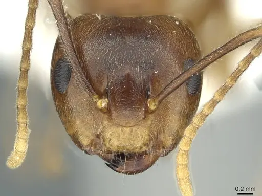Camponotus khaosokensis specimen CASENT0911636 image casent0911636_2