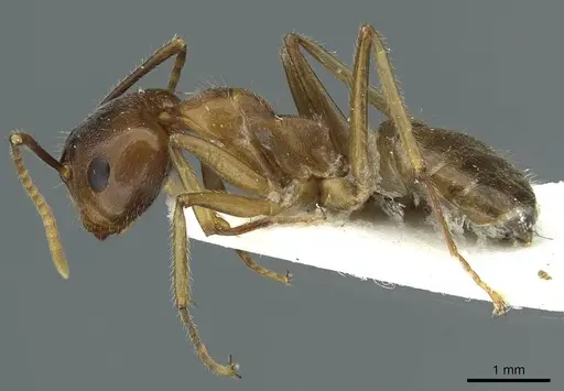 Camponotus khaosokensis specimen CASENT0911636 image casent0911636_3