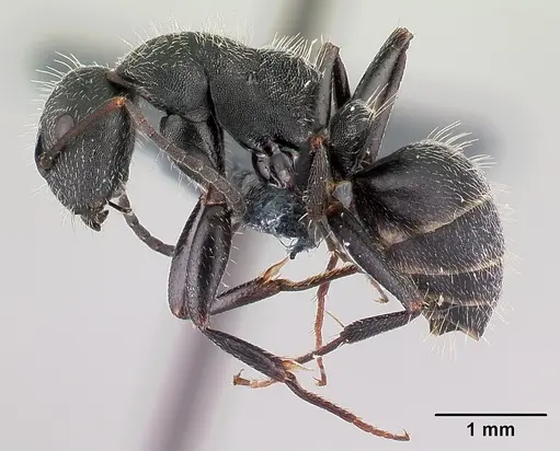 Camponotus kiesenwetteri specimen CASENT0179872 image casent0179872_3
