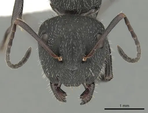 Camponotus kiesenwetteri specimen CASENT0249985 image casent0249985_2