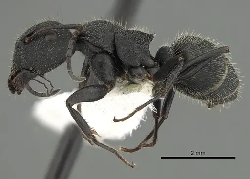Camponotus kiesenwetteri specimen CASENT0249985 image casent0249985_3