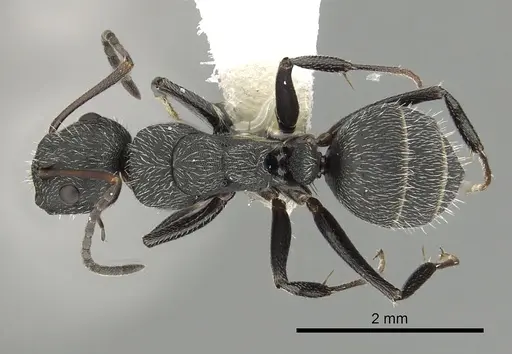 Camponotus kiesenwetteri specimen CASENT0249986 image casent0249986_1