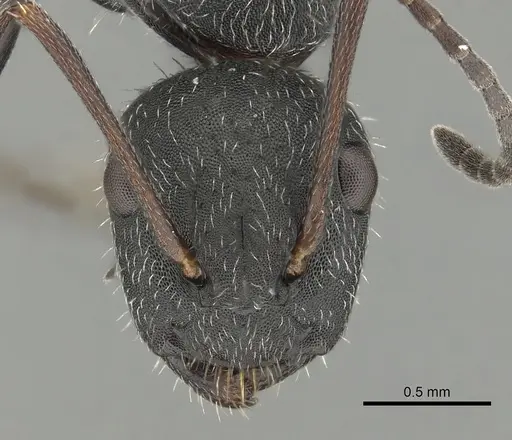 Camponotus kiesenwetteri specimen CASENT0249986 image casent0249986_2