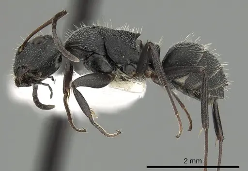 Camponotus kiesenwetteri specimen CASENT0249986 image casent0249986_3