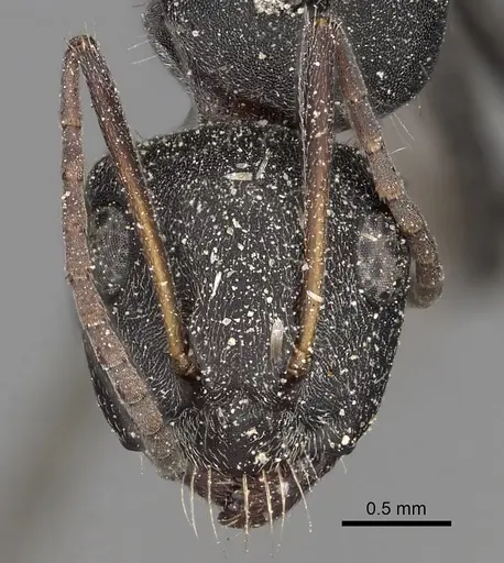 Camponotus kiesenwetteri specimen CASENT0280606 image casent0280606_3