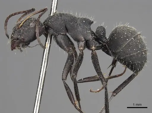 Camponotus kiesenwetteri specimen CASENT0280606 image casent0280606_4