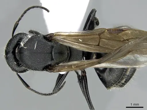 Camponotus kiesenwetteri specimen CASENT0281580 image casent0281580_1