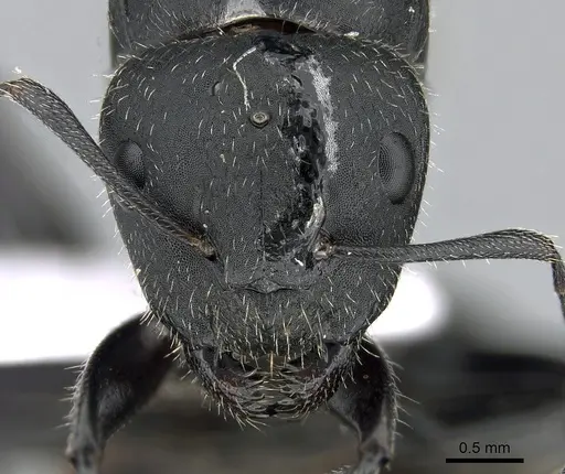 Camponotus kiesenwetteri specimen CASENT0281580 image casent0281580_2