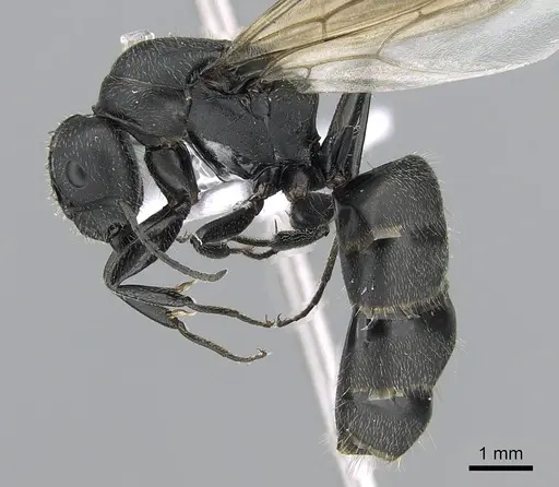 Camponotus kiesenwetteri specimen CASENT0281580 image casent0281580_3