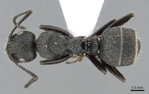 Camponotus kiesenwetteri specimen CASENT0281581 image casent0281581_1