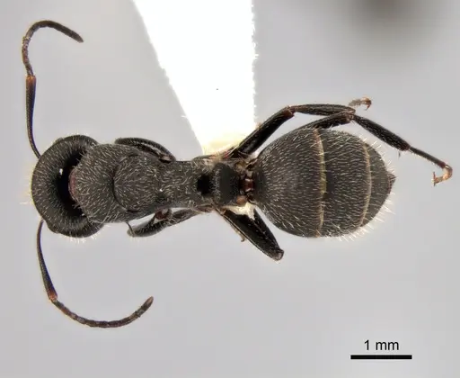 Camponotus kiesenwetteri specimen CASENT0882037 image casent0882037_1