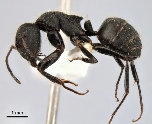 Camponotus kiesenwetteri specimen CASENT0882037 image casent0882037_3