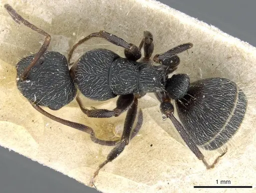 Camponotus kiesenwetteri specimen CASENT0905397 image casent0905397_1
