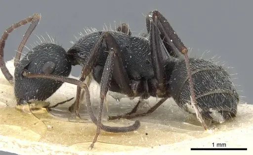 Camponotus kiesenwetteri specimen CASENT0905397 image casent0905397_3