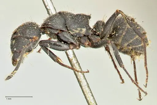 Camponotus kiesenwetteri specimen FOCOL2486 image focol2486_3